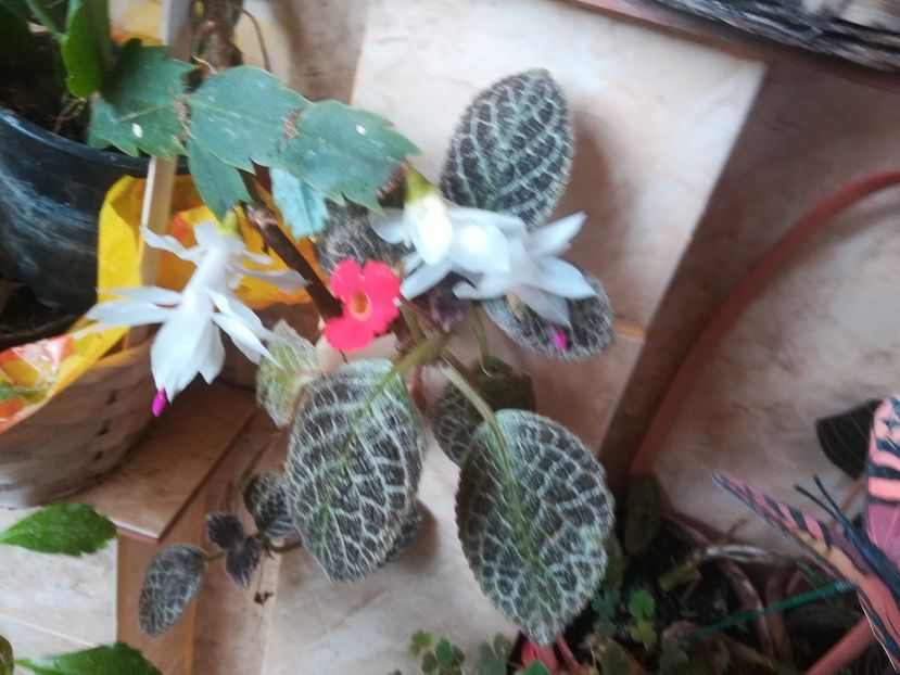  - alte plante de interior