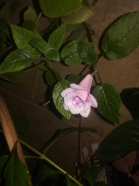  - alte plante de interior