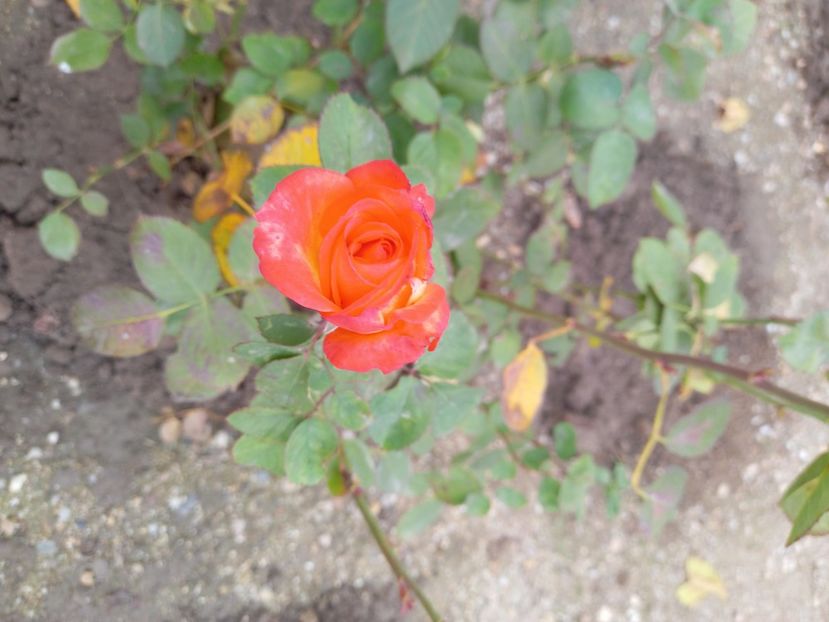 2021-11-08 15.25.59 - Flori si copii blanosi