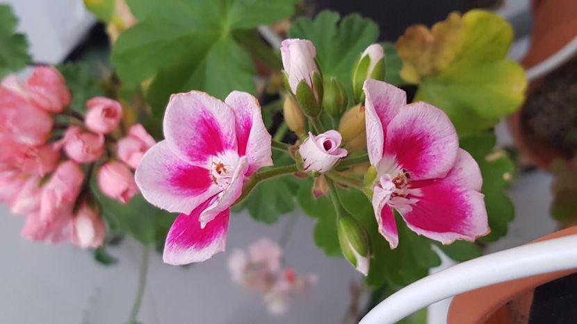 Greu in casa dar mai avem de aratat cateva floricele - Spĺash pierduta 2024