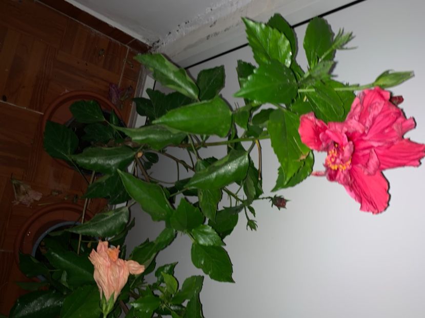 Floare batuta, culoare ciclam(roz inchis). - De vanzare
