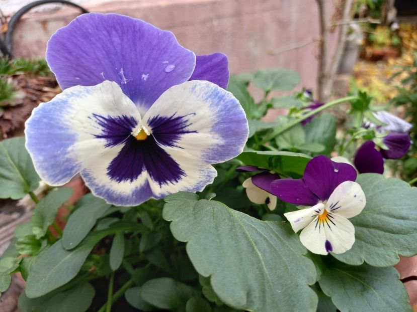  - Grădina 2021 continuare 3