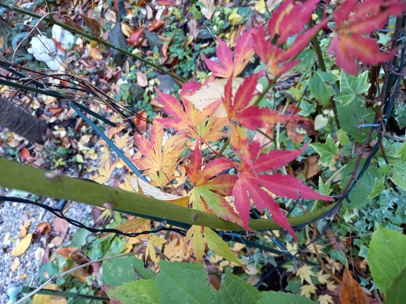 Acer Orange Dream - Grădina 2021 continuare 3