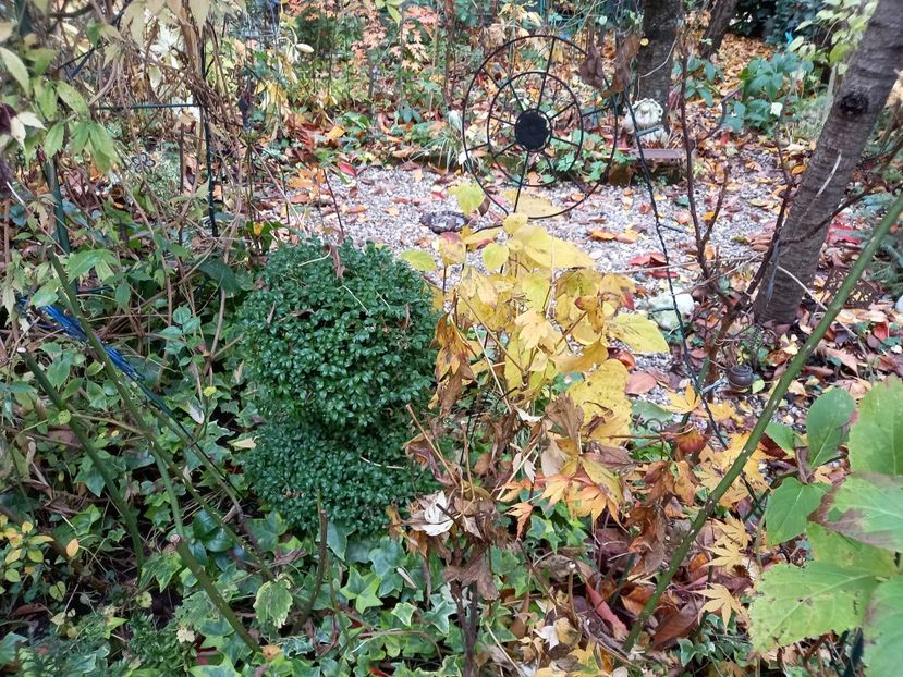  - Grădina 2021 continuare 3