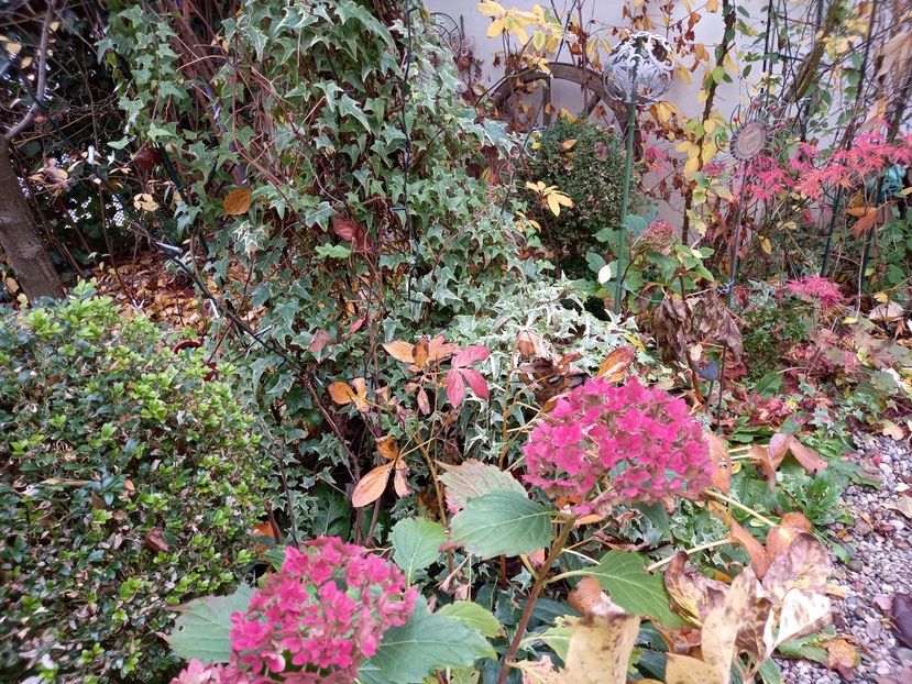  - Grădina 2021 continuare 3