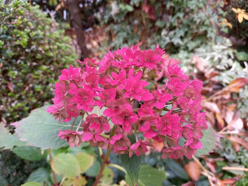  - Grădina 2021 continuare 3