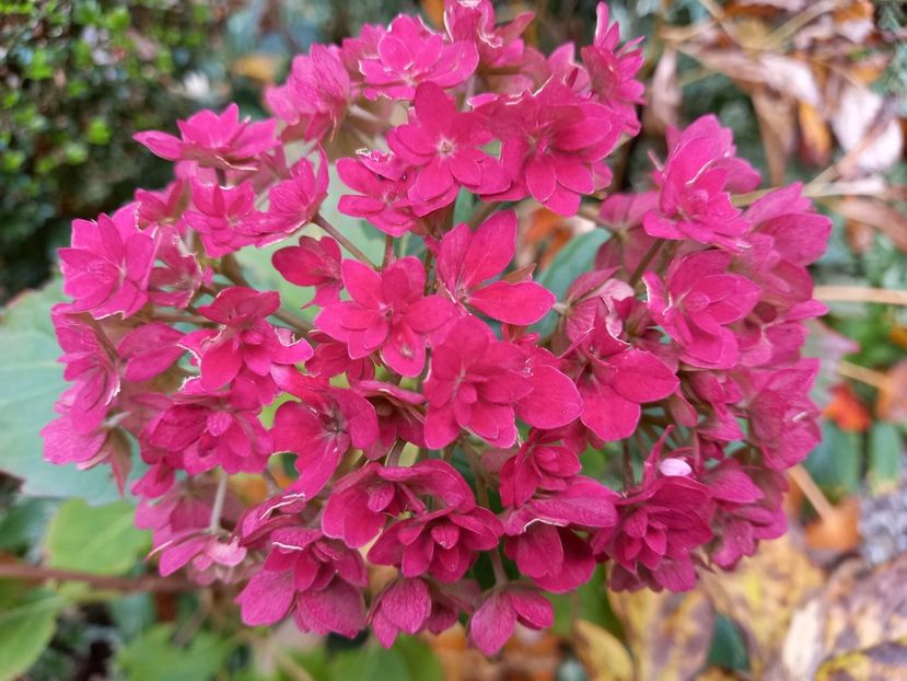  - Grădina 2021 continuare 3