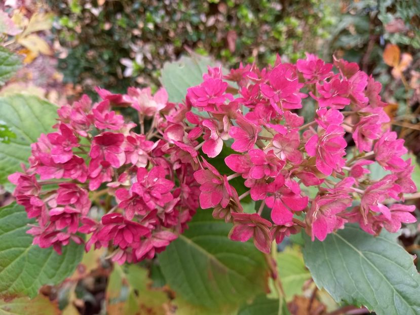  - Grădina 2021 continuare 3