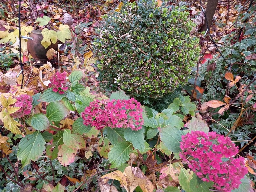  - Grădina 2021 continuare 3