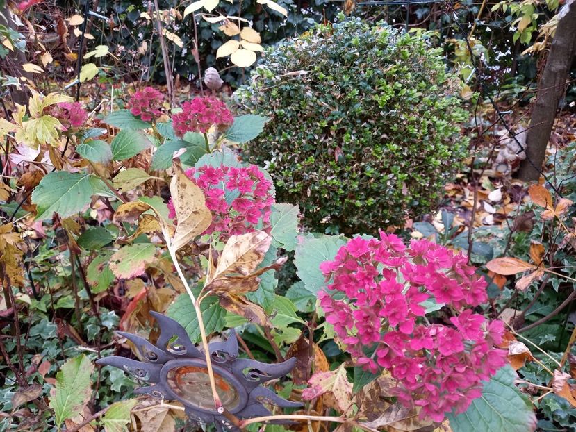  - Grădina 2021 continuare 3