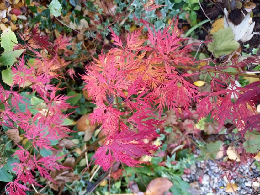  - Grădina 2021 continuare 3