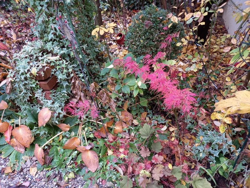  - Grădina 2021 continuare 3