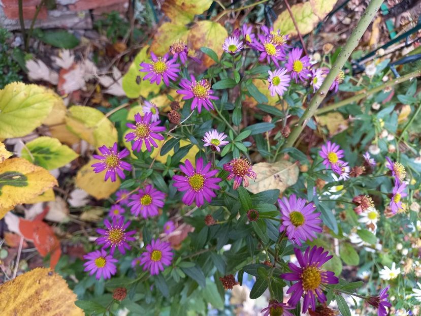  - Grădina 2021 continuare 3