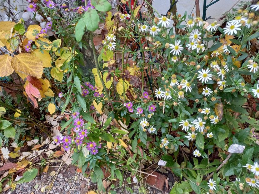  - Grădina 2021 continuare 3