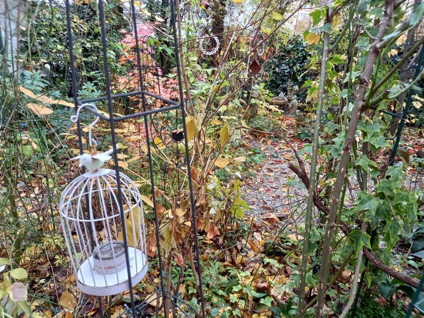  - Grădina 2021 continuare 3