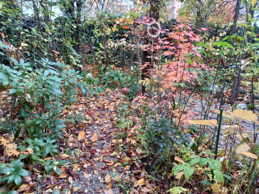  - Grădina 2021 continuare 3