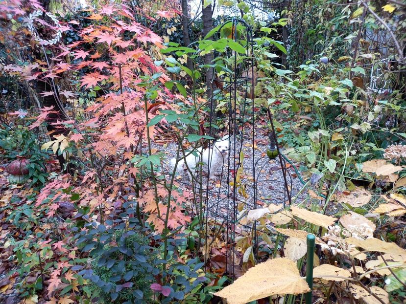  - Grădina 2021 continuare 3