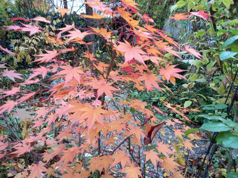  - Grădina 2021 continuare 3