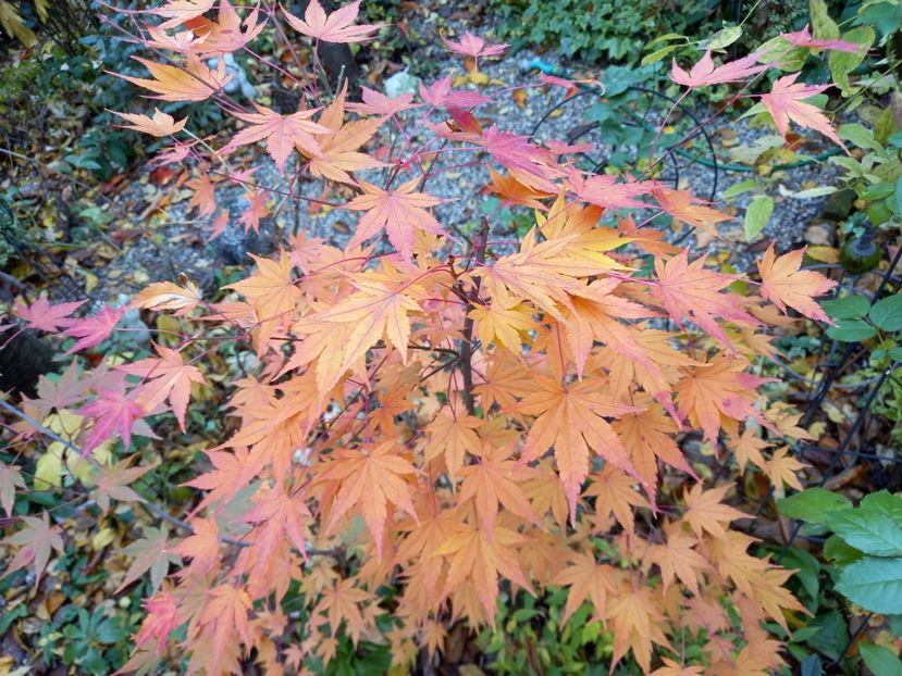  - Grădina 2021 continuare 3