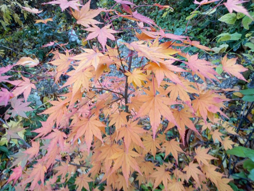 Acer Asahi-Zuru - Grădina 2021 continuare 3