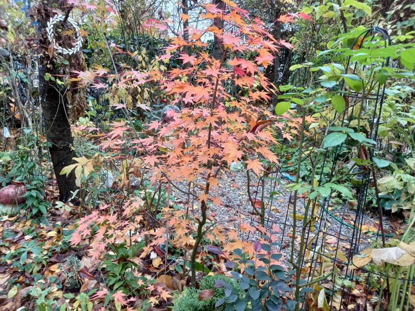  - Grădina 2021 continuare 3