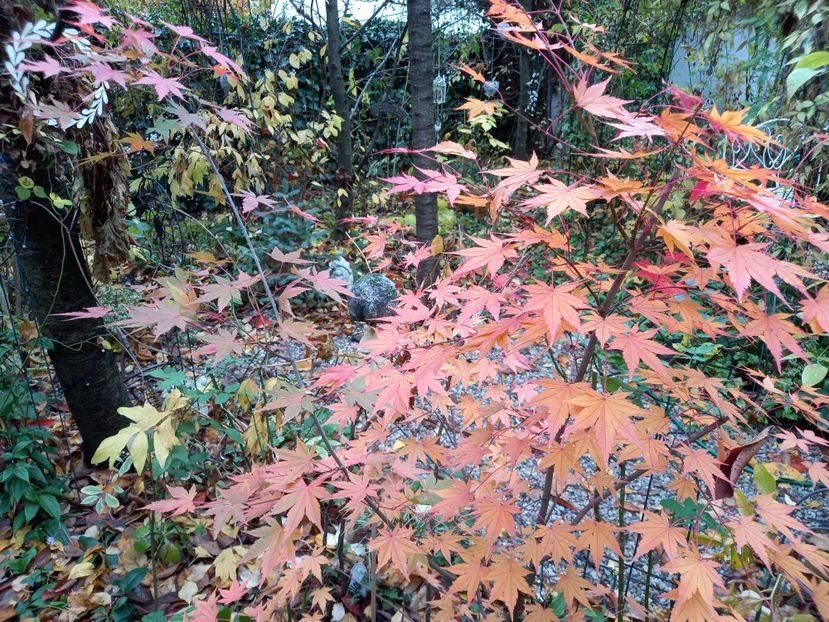  - Grădina 2021 continuare 3