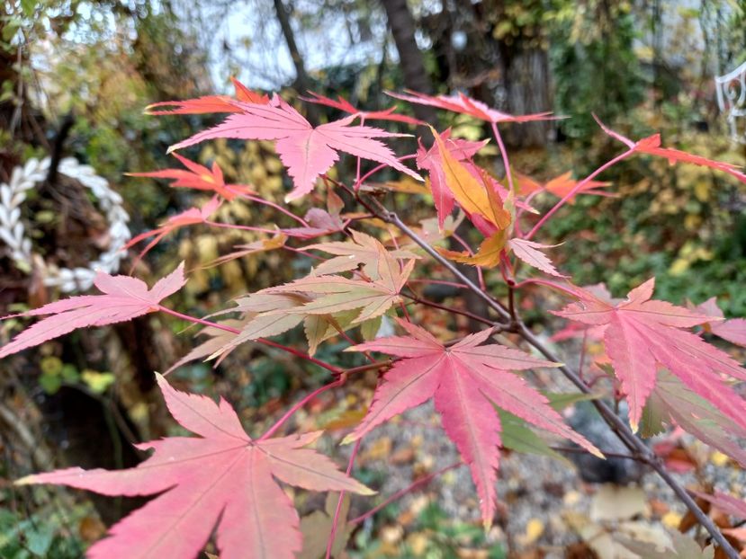  - Grădina 2021 continuare 3