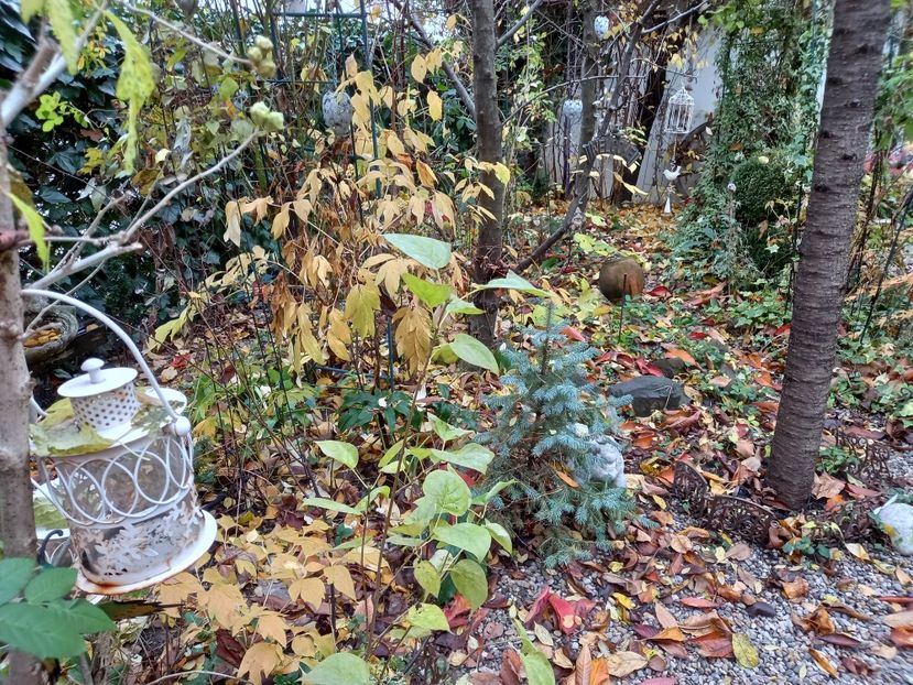  - Grădina 2021 continuare 3