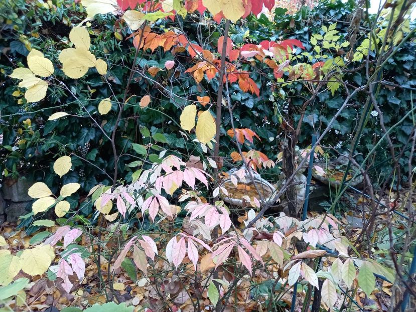  - Grădina 2021 continuare 3