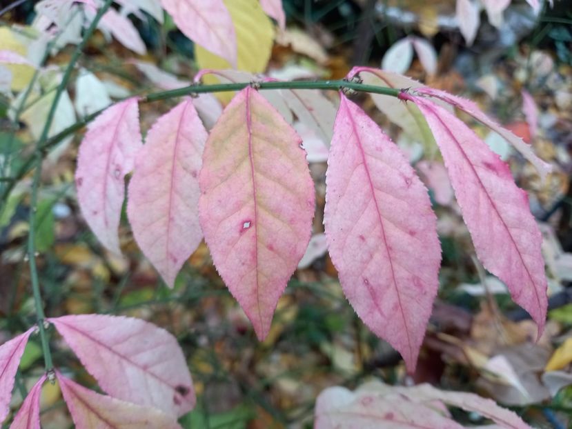 Eonymus alatus compactus - Grădina 2021 continuare 3