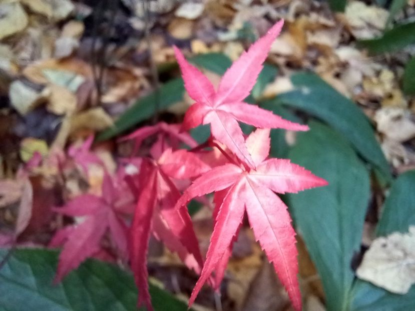  - Grădina 2021 continuare 3