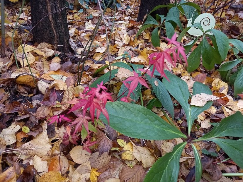  - Grădina 2021 continuare 3