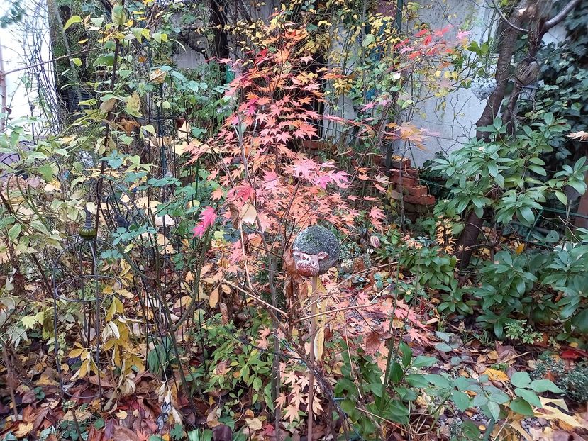  - Grădina 2021 continuare 3