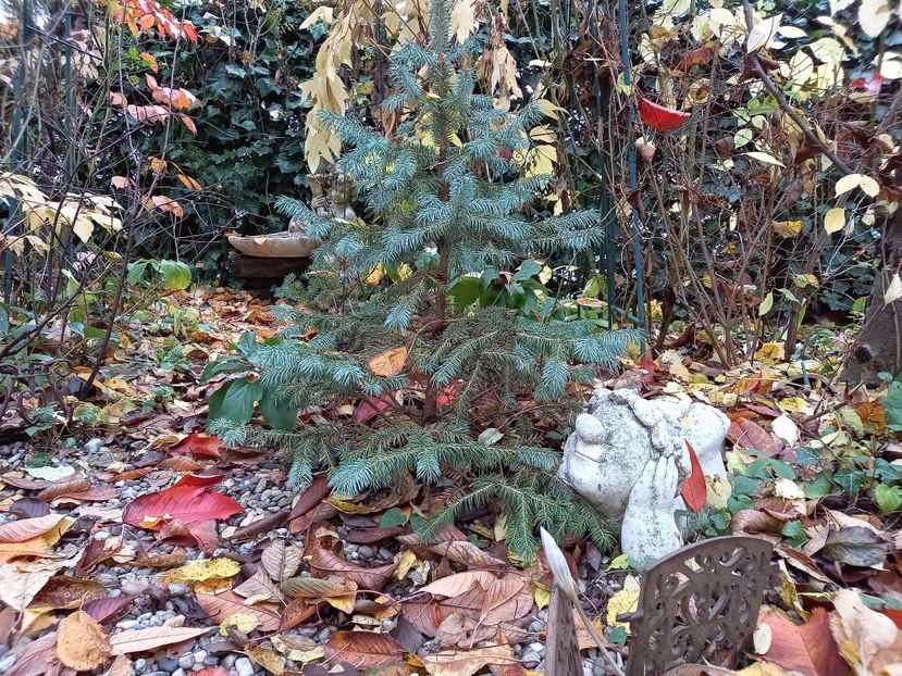  - Grădina 2021 continuare 3