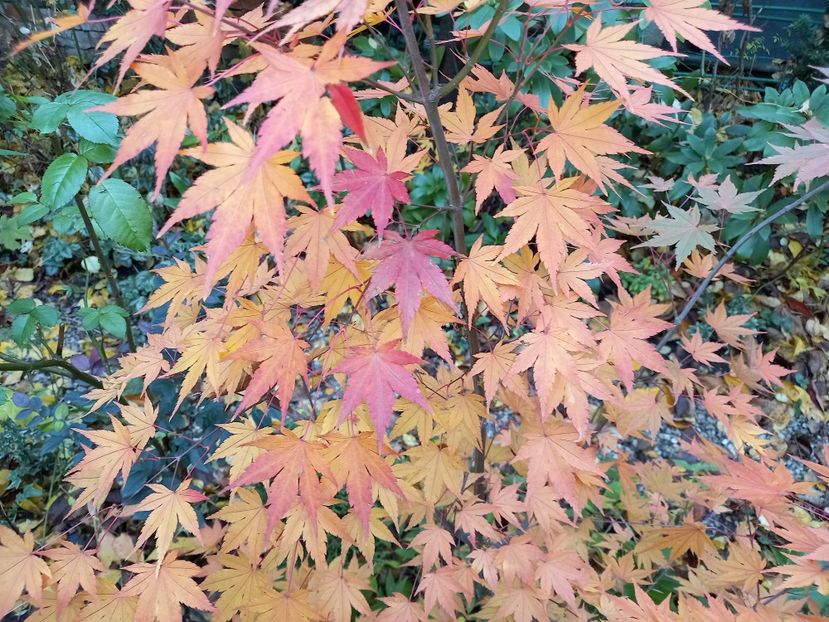  - Grădina 2021 continuare 3