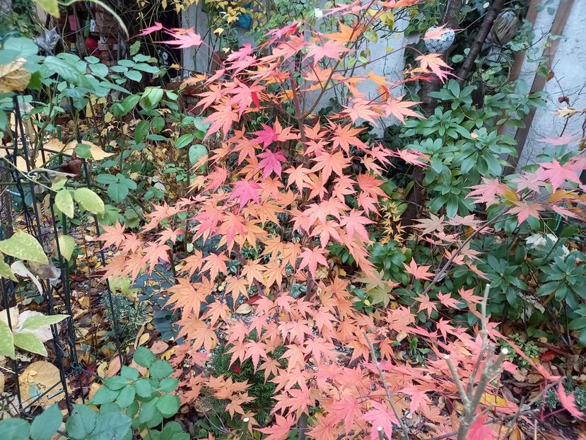 Acer Asahi-Zuru - Grădina 2021 continuare 3