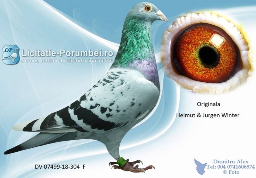  - Achizitii porumbei -2021