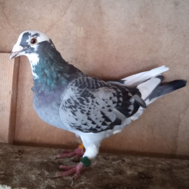 Femela 18-356 NL....-Razvad - Porumbei vanduti