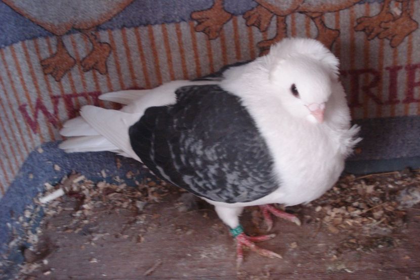 114-19 f eug bm - plecati