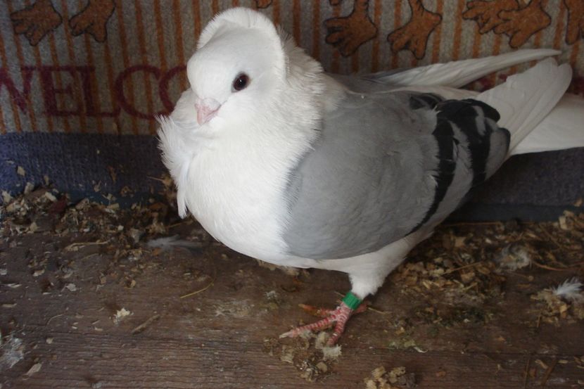 M 997-21 - perechile 2022