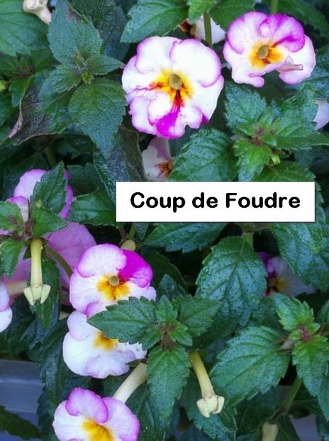 Coupe de Foudre - Coup De Foudre