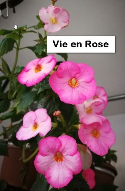 Vie en Rose - Vie en Rose