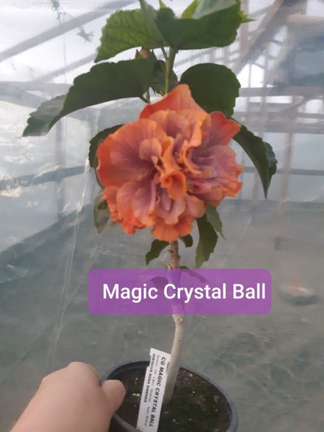  - Chis Magic Crystal Ball