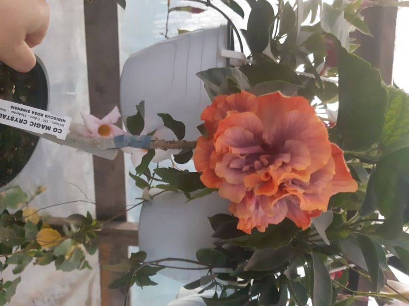  - Chis Magic Crystal Ball