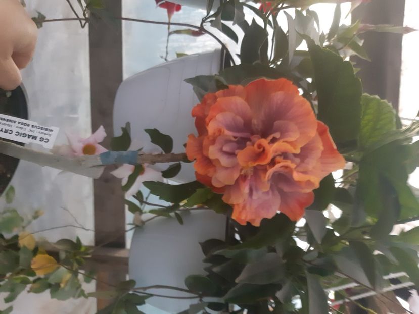  - Chis Magic Crystal Ball