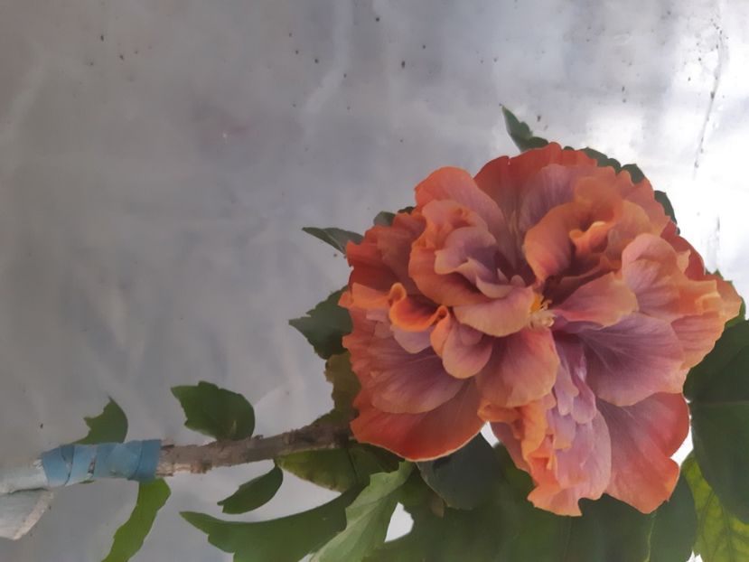  - Chis Magic Crystal Ball