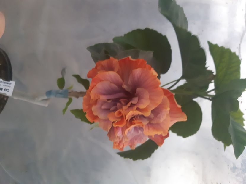  - Chis Magic Crystal Ball