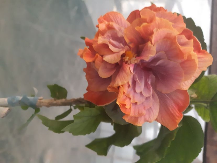  - Chis Magic Crystal Ball