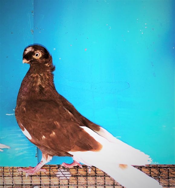 femelă  2021 - Plecați ALBUM 3