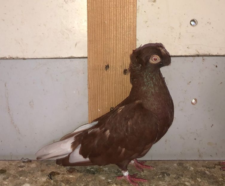 mascul  2021 - Plecați ALBUM 3